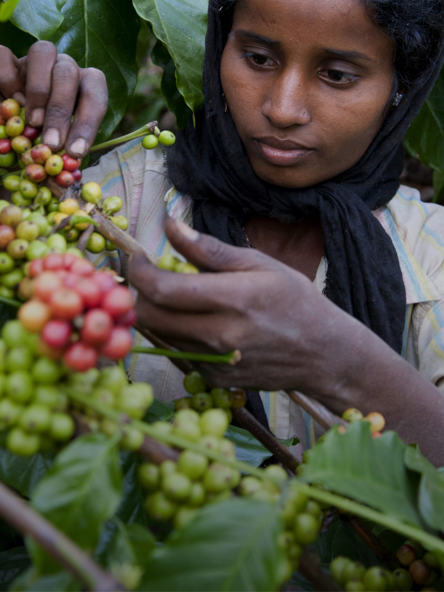 India_01-m